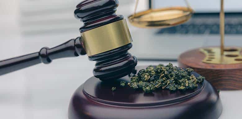 Dried cannabis on gavel stand