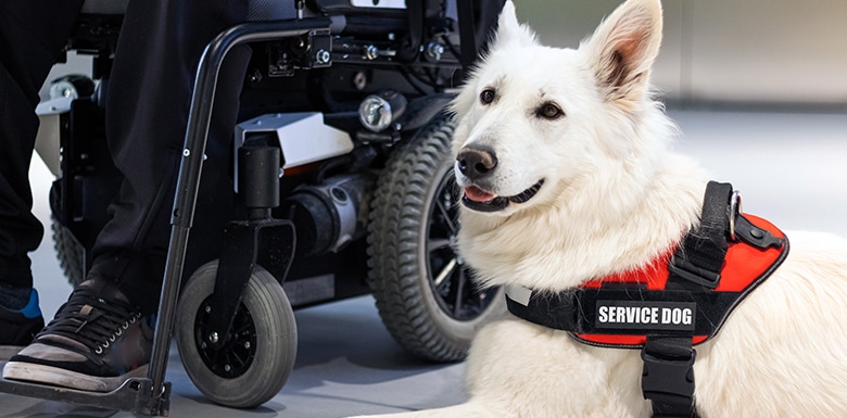 Alert white dog wearing service dog harness laying at the foot of owner who is sitting in a wheel chair